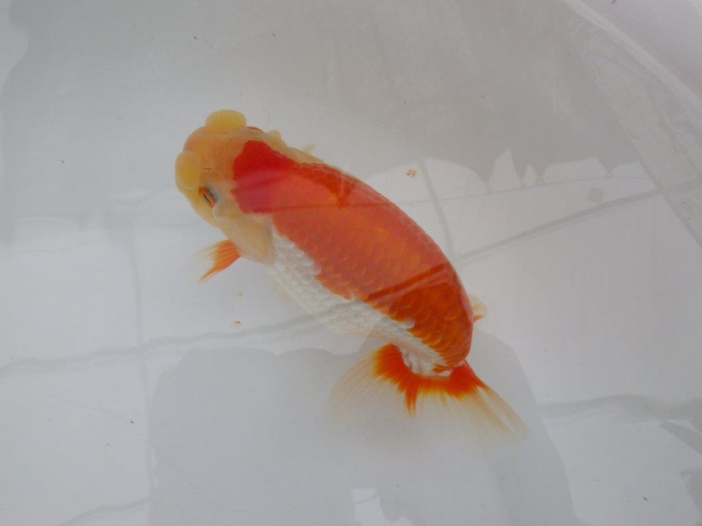 【全国大会東大関獲得ブリーダー 】弐歳魚まで温存がお勧め当歳らんちゅう約15,5㎝オス?