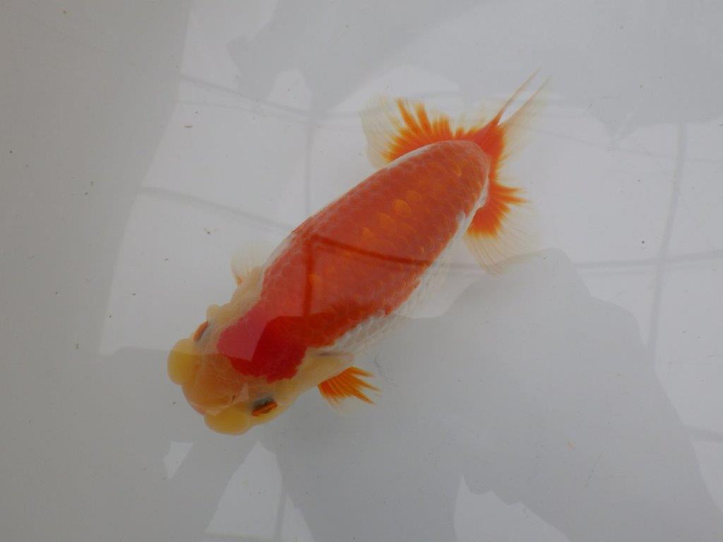【全国大会東大関獲得ブリーダー 】弐歳魚まで温存がお勧め当歳らんちゅう約15,5㎝オス?