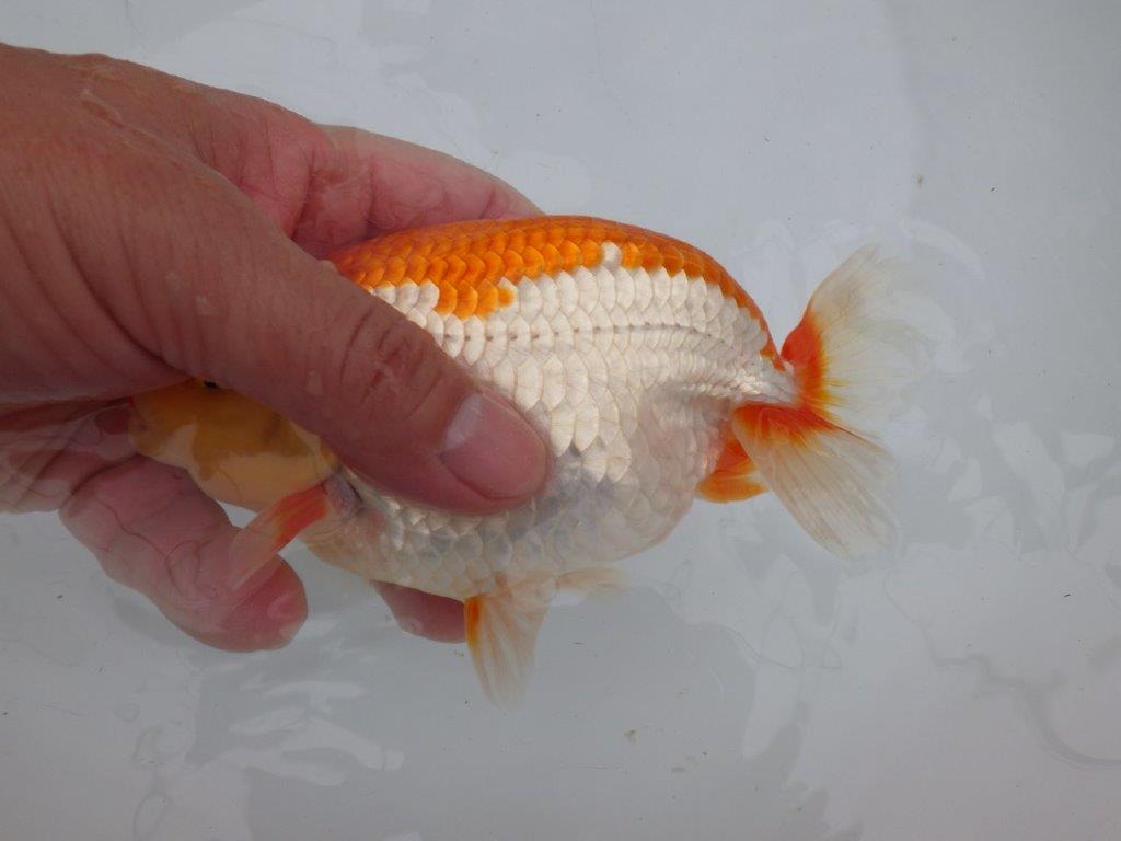 【全国大会東大関獲得ブリーダー 】弐歳魚まで温存がお勧め当歳らんちゅう約15,5㎝オス?