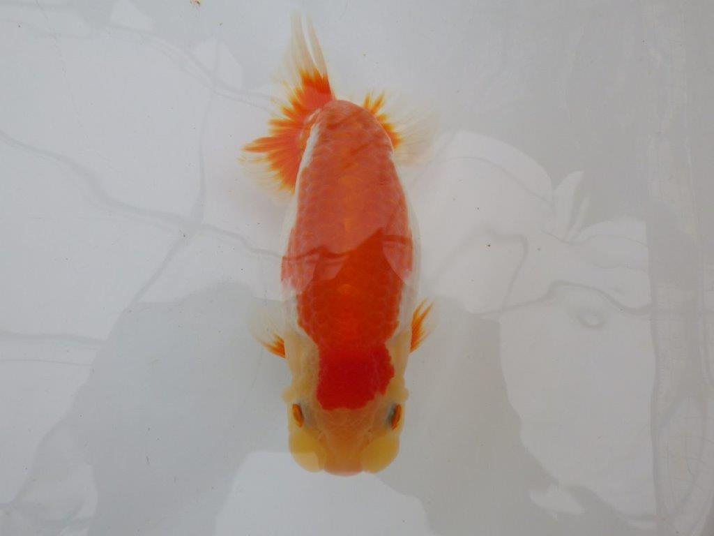 【全国大会東大関獲得ブリーダー 】弐歳魚まで温存がお勧め当歳らんちゅう約15,5㎝オス?
