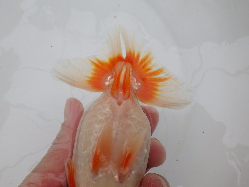 【全国大会東大関獲得ブリーダー 】弐歳魚まで温存がお勧め当歳らんちゅう約15,5㎝オス?
