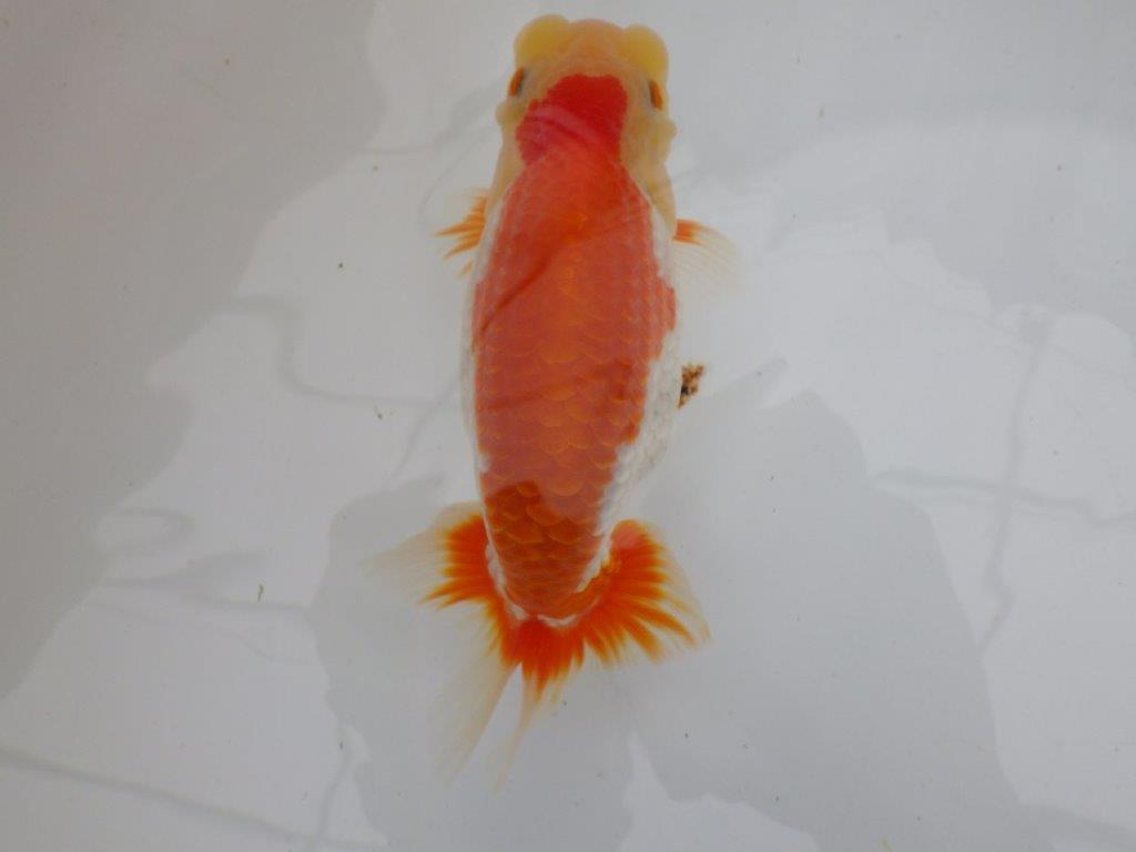 【全国大会東大関獲得ブリーダー 】弐歳魚まで温存がお勧め当歳らんちゅう約15,5㎝オス?