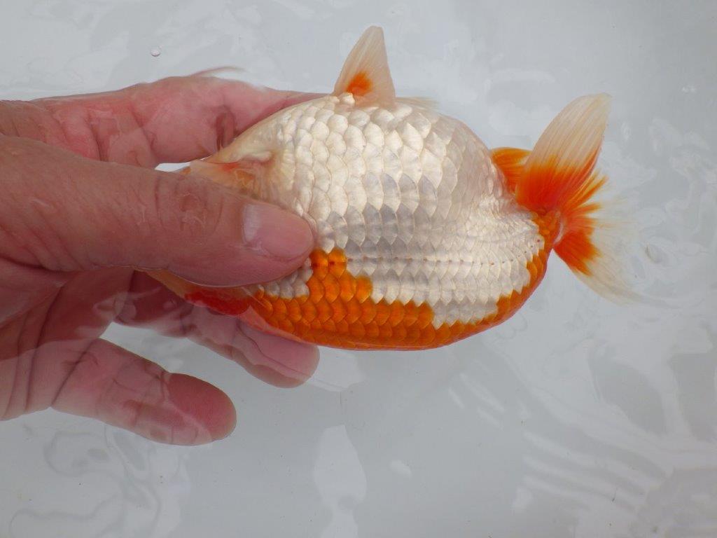 【全国大会東大関獲得ブリーダー 】弐歳魚まで温存がお勧め当歳らんちゅう約15,5㎝オス?
