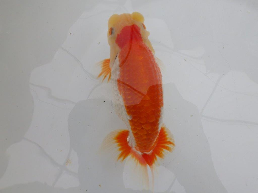 【全国大会東大関獲得ブリーダー 】弐歳魚まで温存がお勧め当歳らんちゅう約15,5㎝オス?