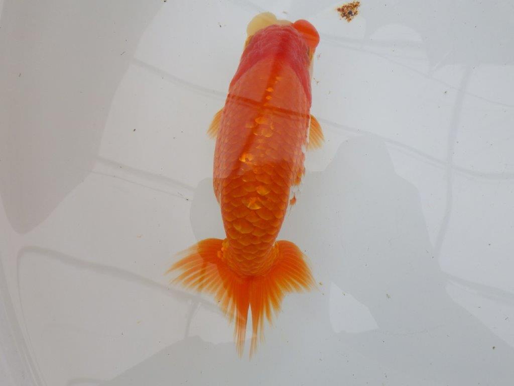【全国大会東大関獲得ブリーダー 】親まで作り込みたい!当歳らんちゅう約16,5㎝