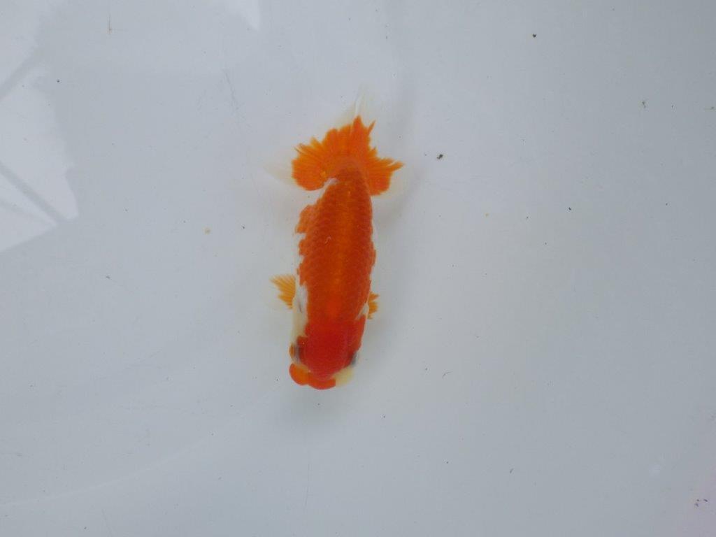 【可愛がってきた当歳らんちゅう 】柄が綺麗な更紗らんちゅう　約11cm  メス？