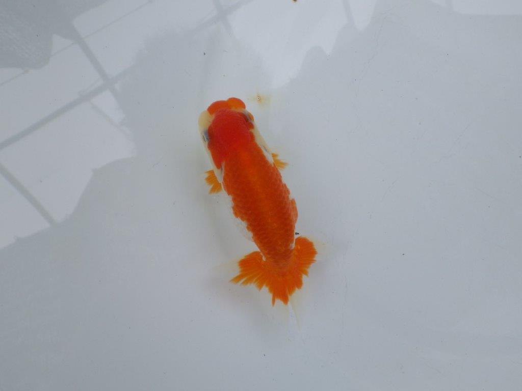 【可愛がってきた当歳らんちゅう 】柄が綺麗な更紗らんちゅう　約11cm  メス？