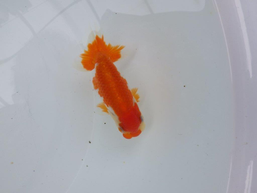 【可愛がってきた当歳らんちゅう 】柄が綺麗な更紗らんちゅう　約11cm  メス？