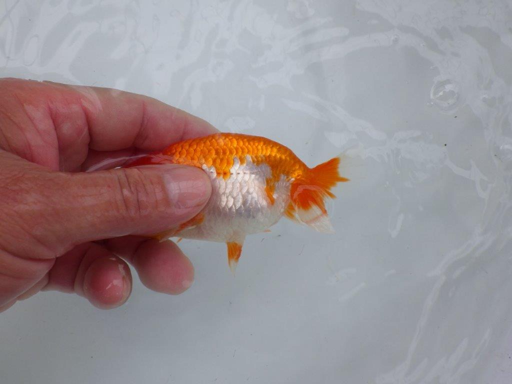 【可愛がってきた当歳らんちゅう 】柄が綺麗な更紗らんちゅう　約11cm  メス？
