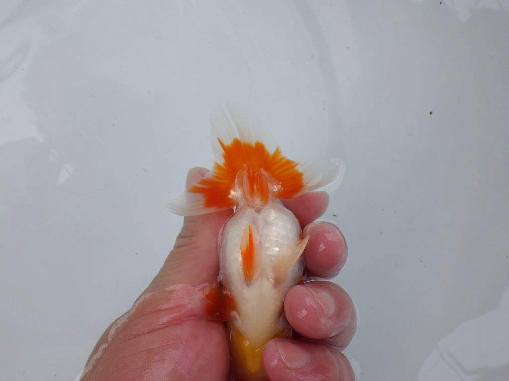【可愛がってきた当歳らんちゅう 】柄が綺麗な更紗らんちゅう　約11cm  メス？