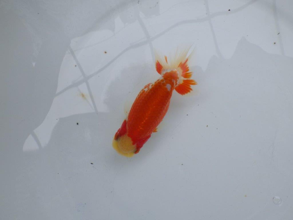 【可愛がってきた当歳らんちゅう 】尾構えが良く柄が綺麗な更紗らんちゅう　約12,5cm  メス？