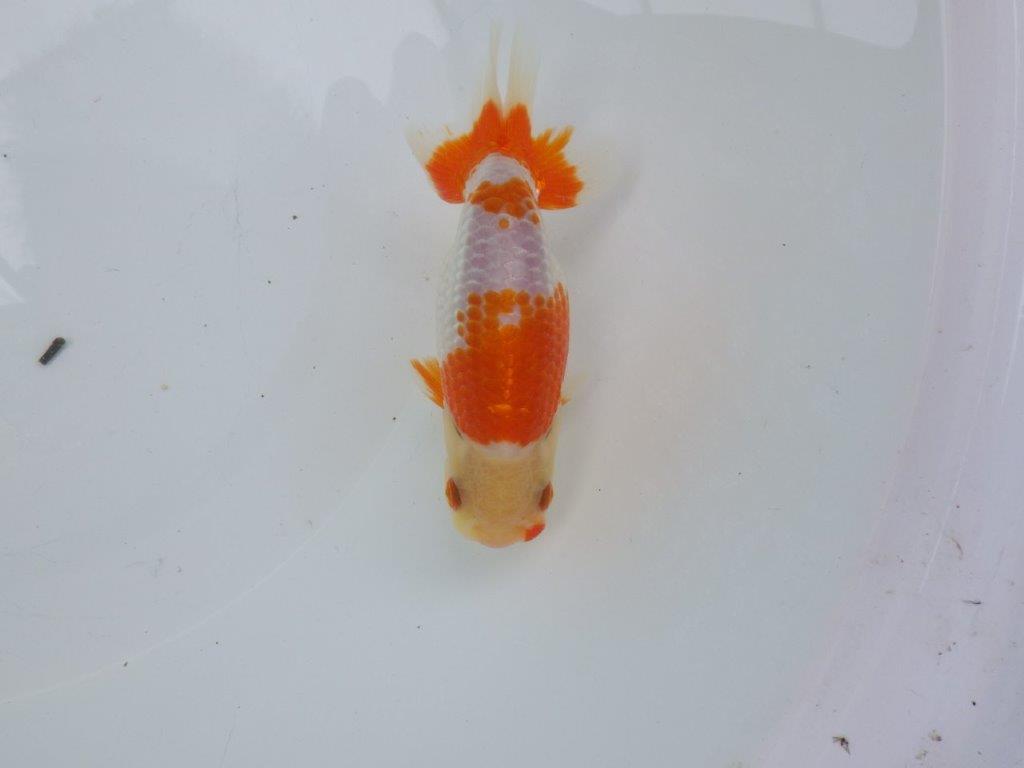 【可愛がってきた当歳らんちゅう 】柄が綺麗な更紗らんちゅう　約13cm  メス？