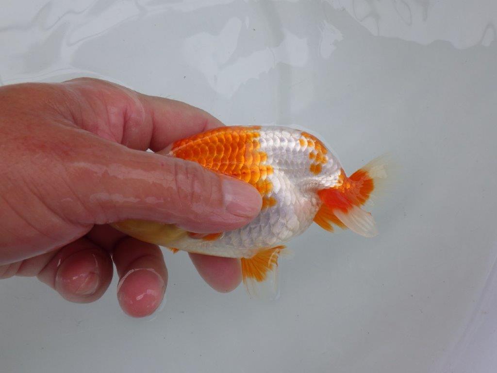 【可愛がってきた当歳らんちゅう 】柄が綺麗な更紗らんちゅう　約13cm  メス？