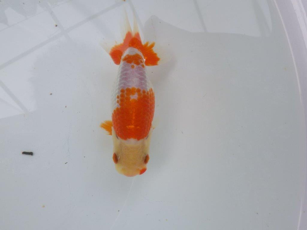 【可愛がってきた当歳らんちゅう 】柄が綺麗な更紗らんちゅう　約13cm  メス？