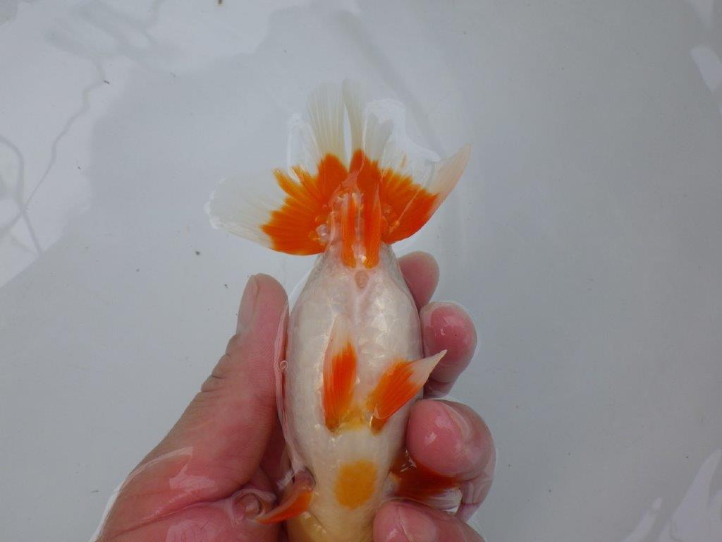 【可愛がってきた当歳らんちゅう 】柄が綺麗な更紗らんちゅう　約13cm  メス？