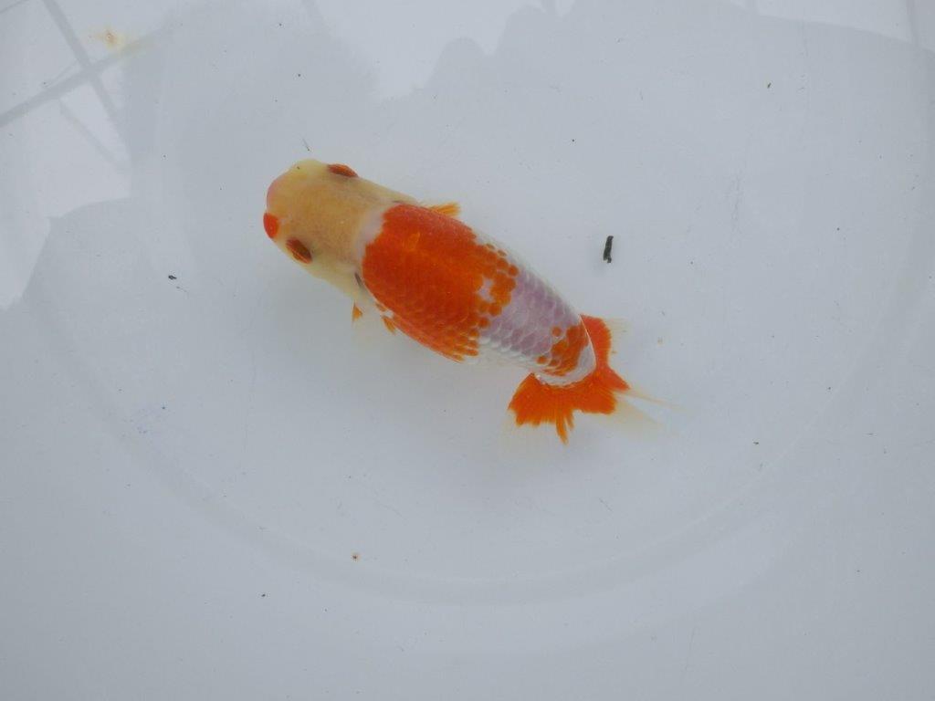【可愛がってきた当歳らんちゅう 】柄が綺麗な更紗らんちゅう　約13cm  メス？