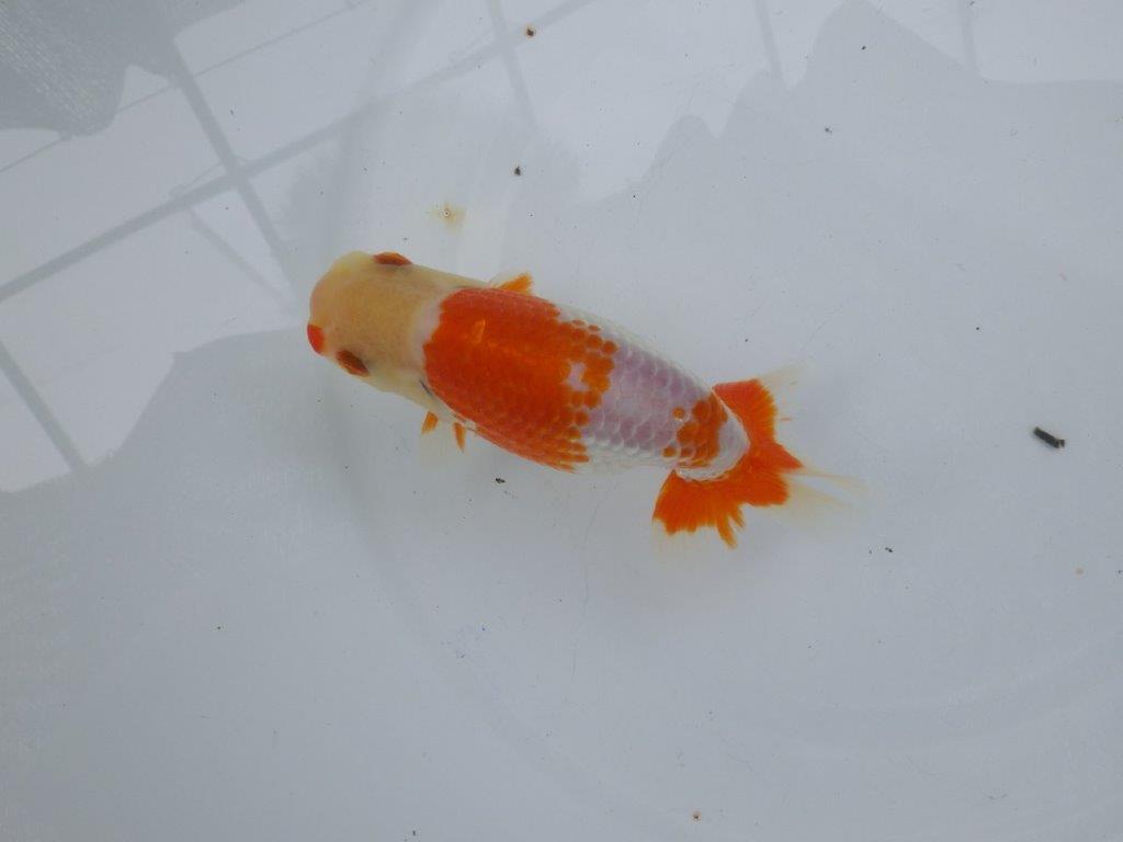 【可愛がってきた当歳らんちゅう 】柄が綺麗な更紗らんちゅう　約13cm  メス？