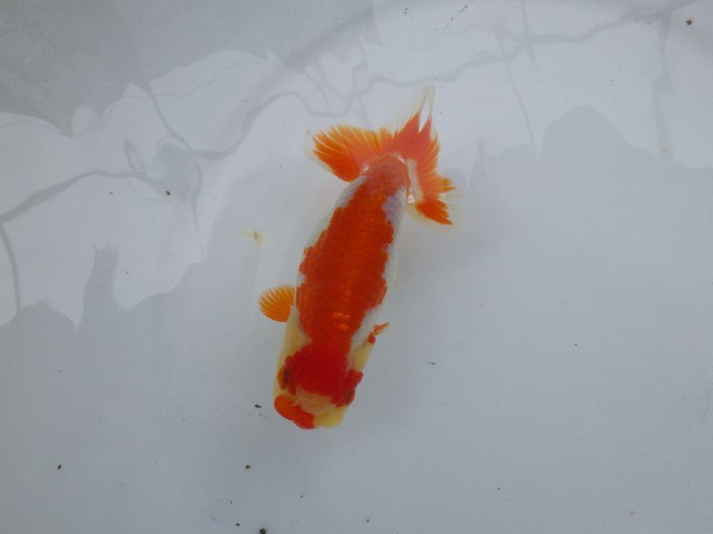 【可愛がってきた当歳らんちゅう 】飼い込みお勧め更紗らんちゅう　約13cm  メス？
