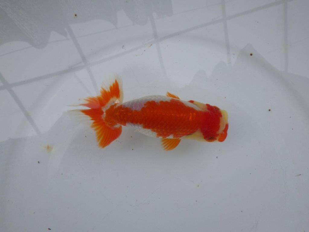 【可愛がってきた当歳らんちゅう 】飼い込みお勧め更紗らんちゅう　約13cm  メス？