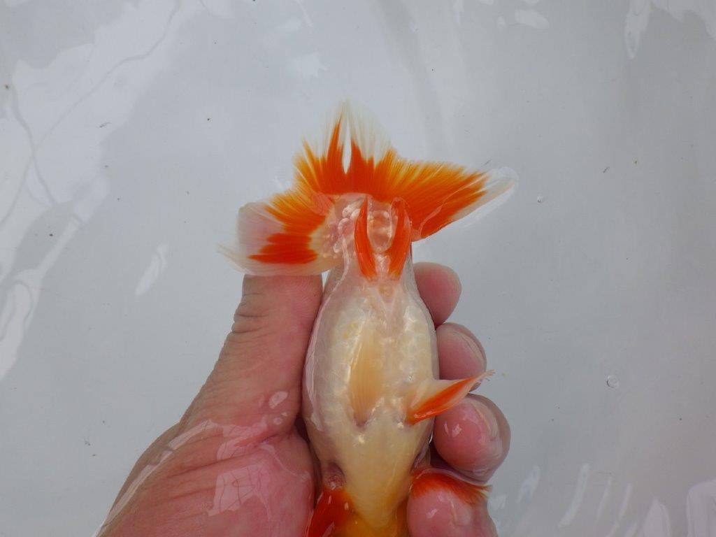【可愛がってきた当歳らんちゅう 】飼い込みお勧め更紗らんちゅう　約13cm  メス？
