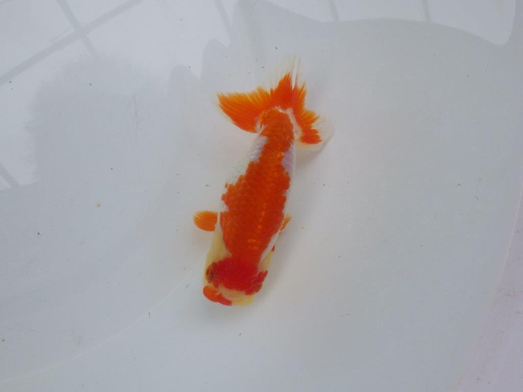 【可愛がってきた当歳らんちゅう 】飼い込みお勧め更紗らんちゅう　約13cm  メス？