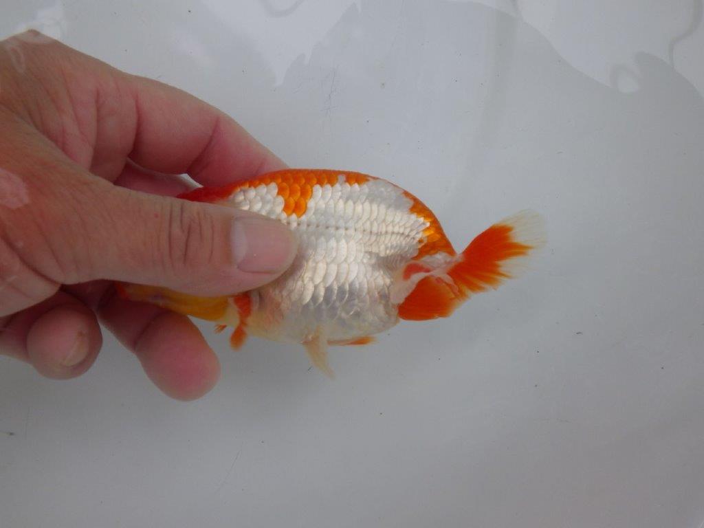 【可愛がってきた当歳らんちゅう 】飼い込みお勧め更紗らんちゅう　約13cm  メス？