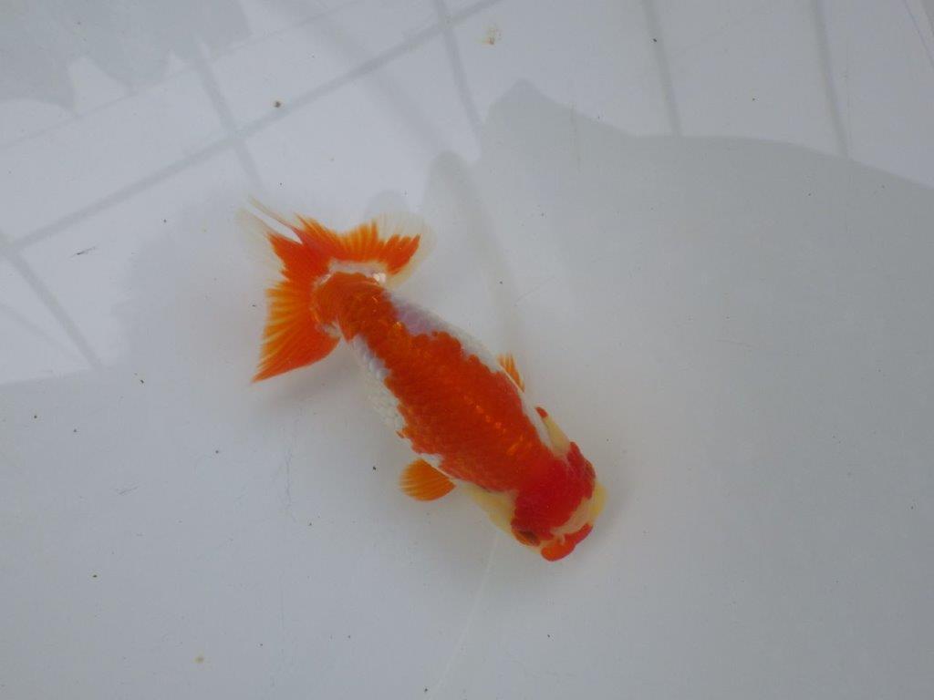 【可愛がってきた当歳らんちゅう 】飼い込みお勧め更紗らんちゅう　約13cm  メス？