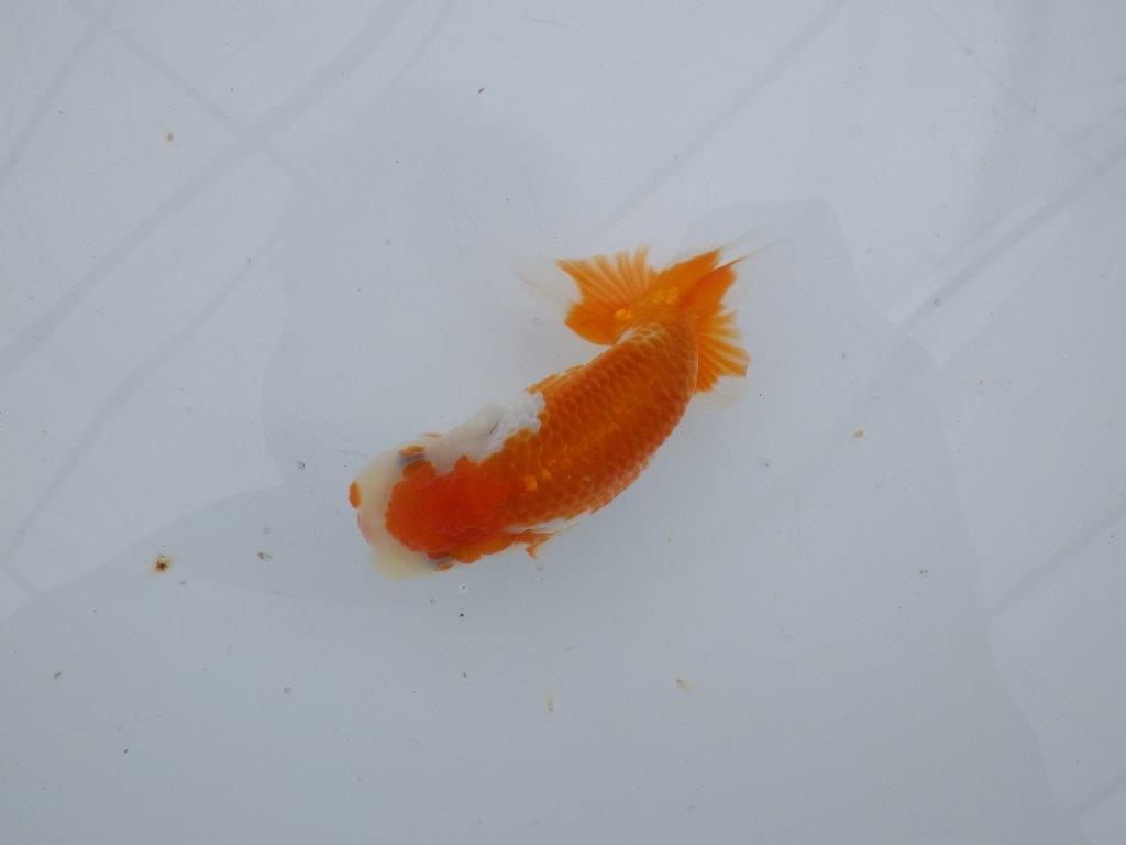 【可愛がってきた当歳らんちゅう 】背なりの綺麗な更紗らんちゅう　約10,5cm