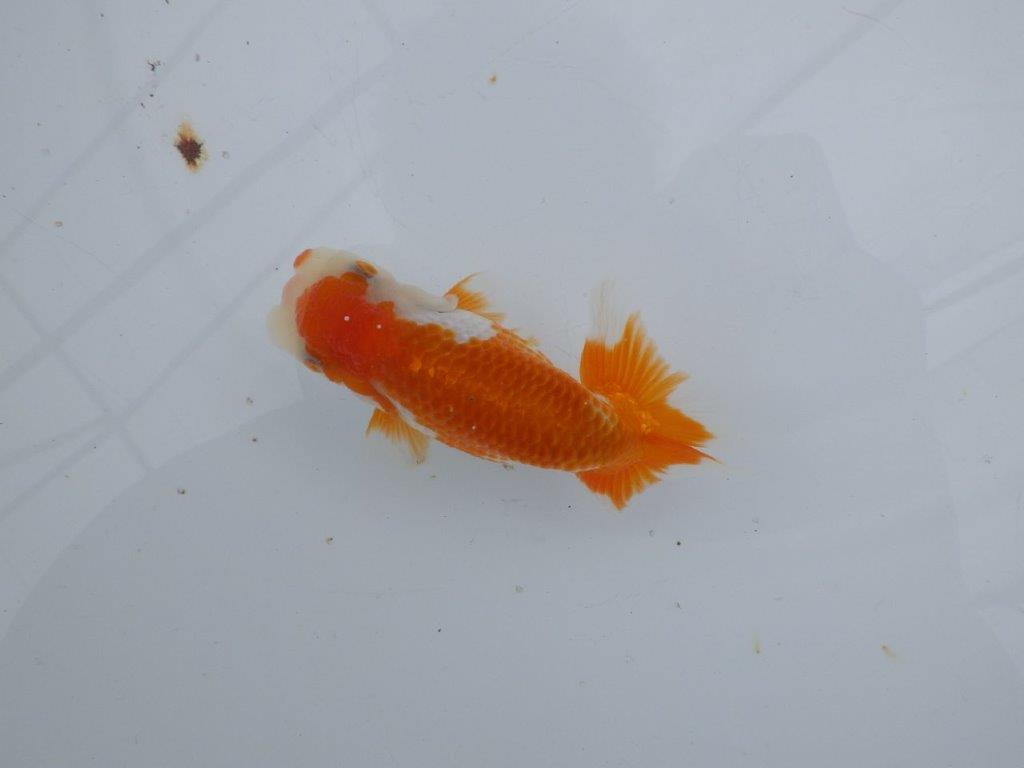 【可愛がってきた当歳らんちゅう 】背なりの綺麗な更紗らんちゅう　約10,5cm