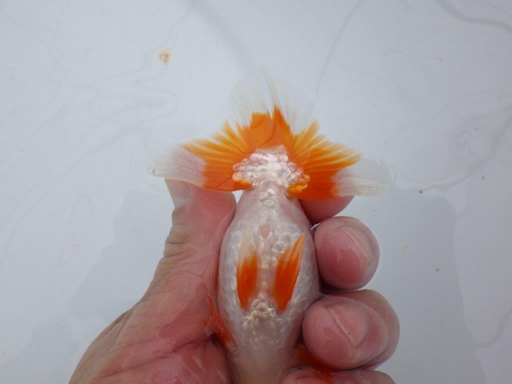 【可愛がってきた当歳らんちゅう 】背なりの綺麗な更紗らんちゅう　約10,5cm