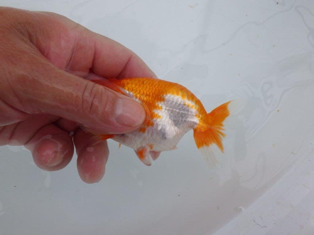 【可愛がってきた当歳らんちゅう 】背なりの綺麗な更紗らんちゅう　約10,5cm