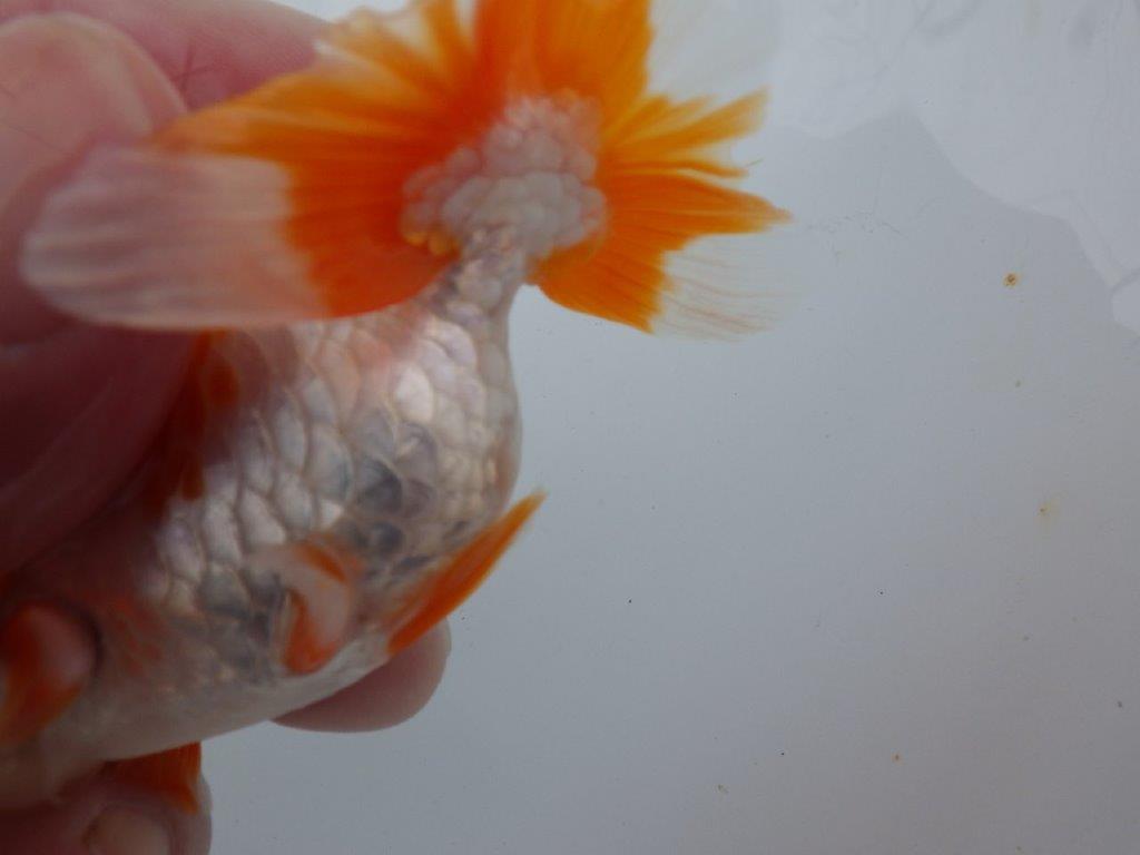 【可愛がってきた当歳らんちゅう 】背なりの綺麗な更紗らんちゅう　約10,5cm