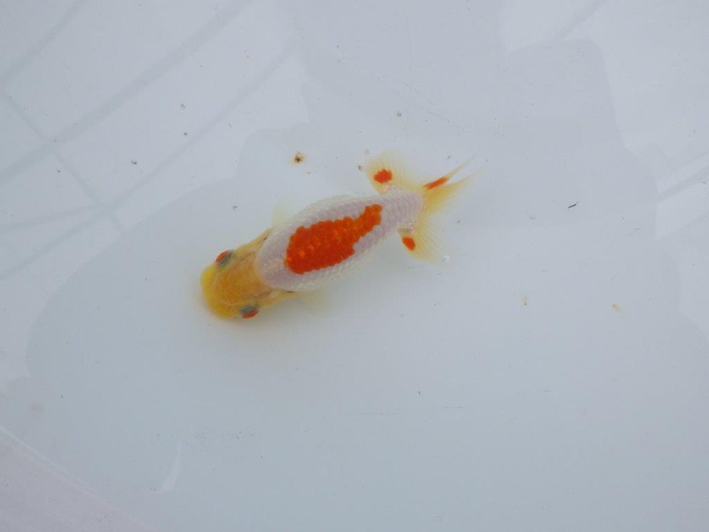 【可愛がってきた当歳らんちゅう 】白地に赤が映える更紗らんちゅう　約10cm  メス？