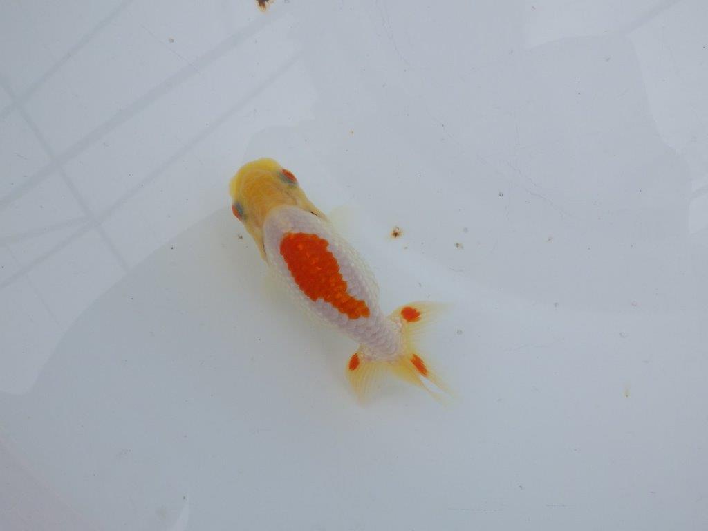 【可愛がってきた当歳らんちゅう 】白地に赤が映える更紗らんちゅう　約10cm  メス？