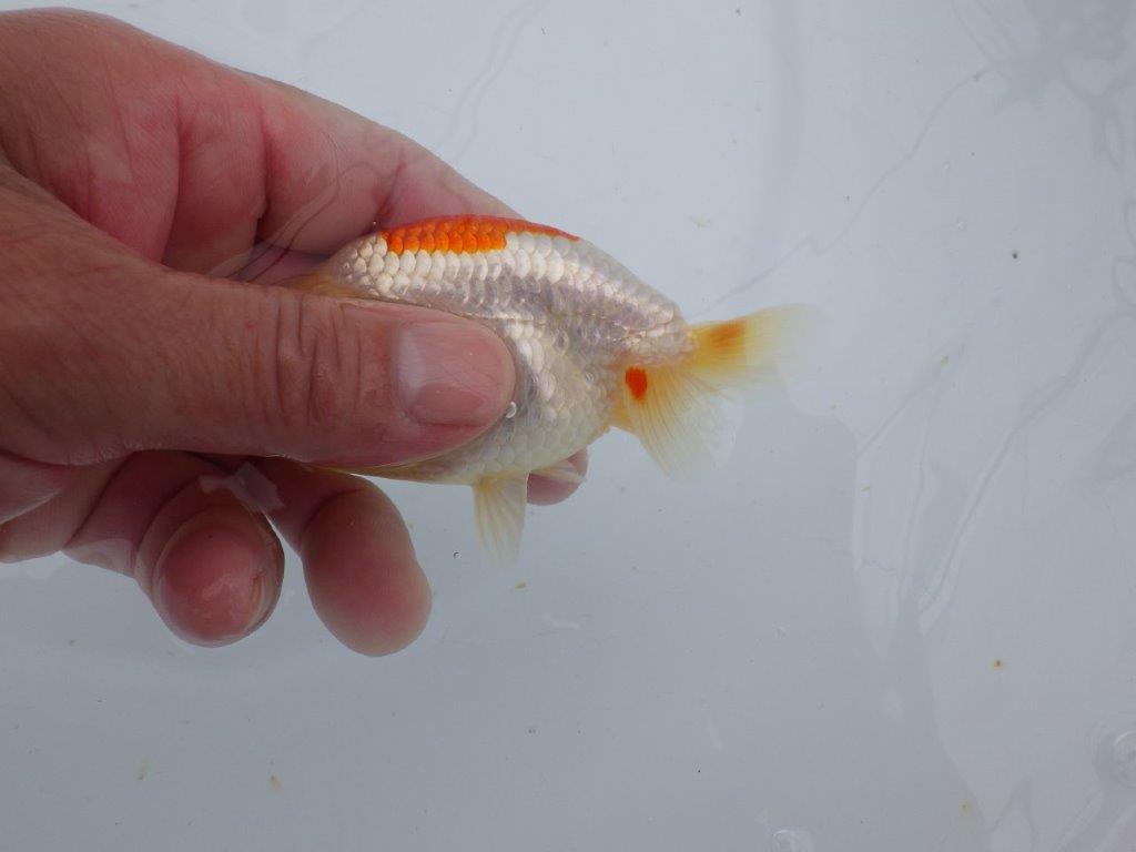 【可愛がってきた当歳らんちゅう 】白地に赤が映える更紗らんちゅう　約10cm  メス？