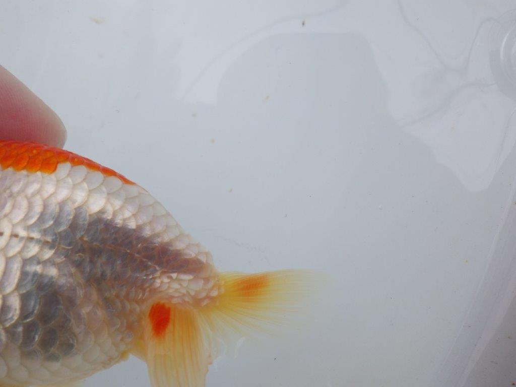 【可愛がってきた当歳らんちゅう 】白地に赤が映える更紗らんちゅう　約10cm  メス？