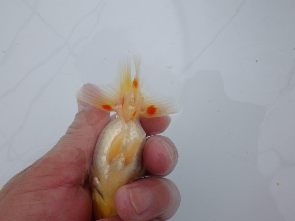 【可愛がってきた当歳らんちゅう 】白地に赤が映える更紗らんちゅう　約10cm  メス？