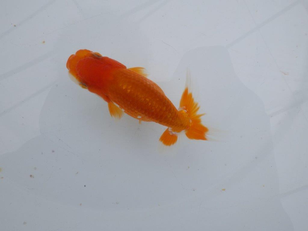 【可愛がってきた当歳らんちゅう 】尾開きの良い更紗らんちゅう　約10,5cm  オス？