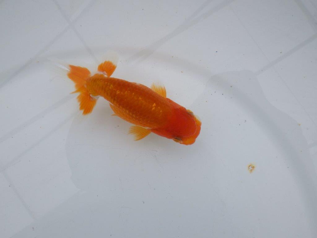 【可愛がってきた当歳らんちゅう 】尾開きの良い更紗らんちゅう　約10,5cm  オス？