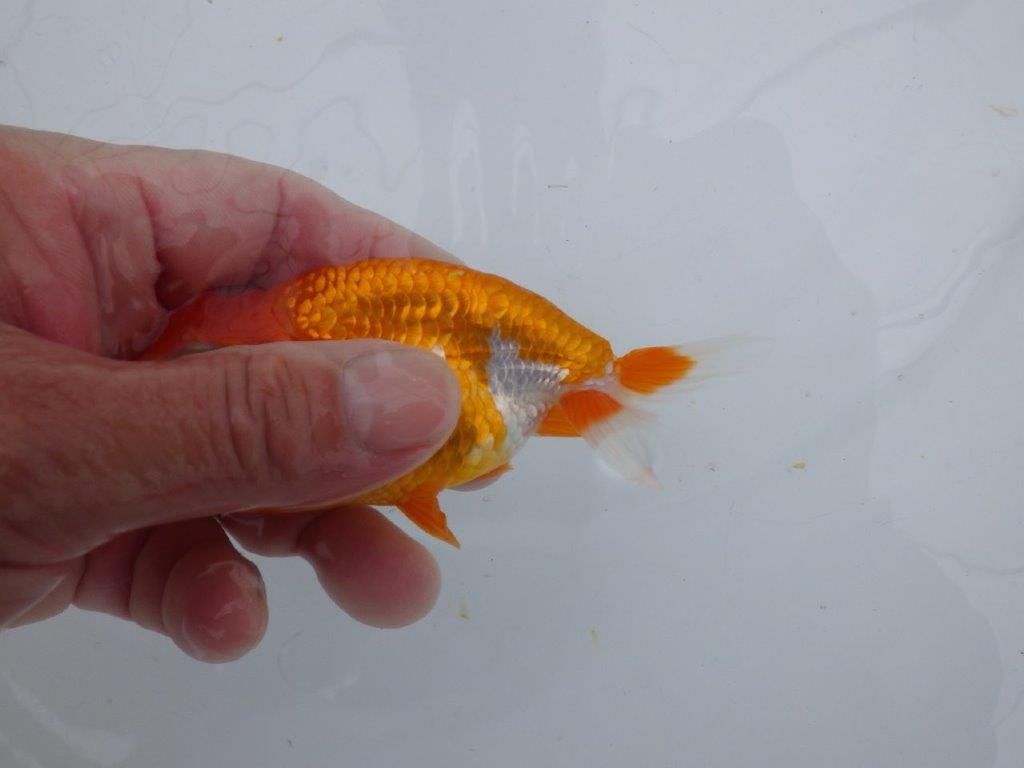 【可愛がってきた当歳らんちゅう 】尾開きの良い更紗らんちゅう　約10,5cm  オス？