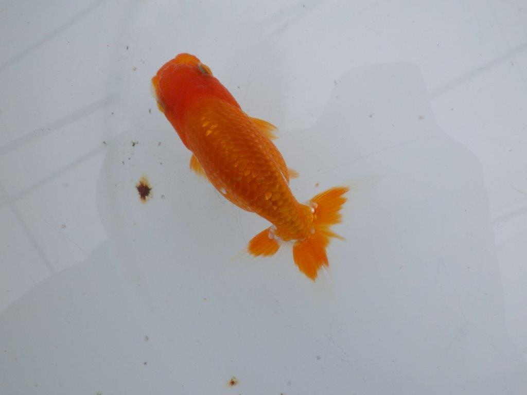 【可愛がってきた当歳らんちゅう 】尾開きの良い更紗らんちゅう　約10,5cm  オス？