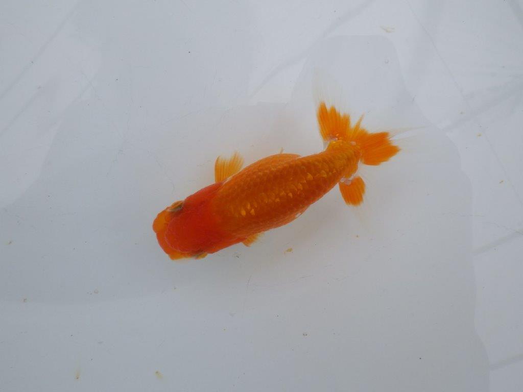 【可愛がってきた当歳らんちゅう 】尾開きの良い更紗らんちゅう　約10,5cm  オス？
