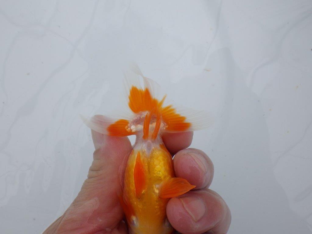 【可愛がってきた当歳らんちゅう 】尾開きの良い更紗らんちゅう　約10,5cm  オス？