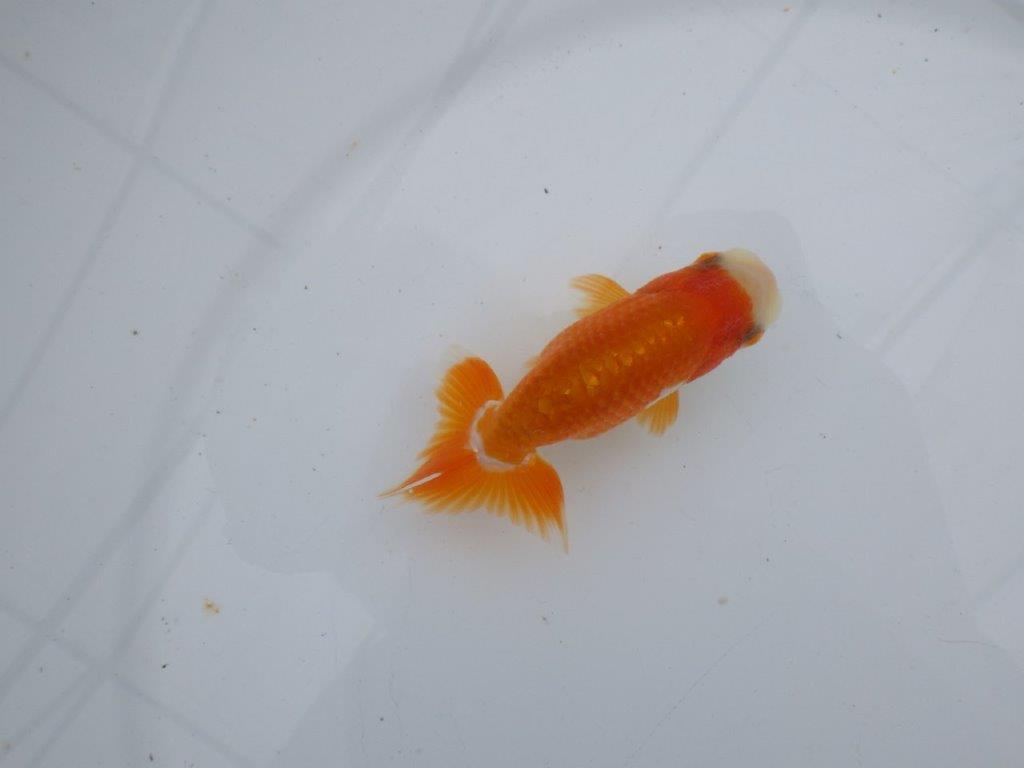 【可愛がってきた当歳らんちゅう 】可愛い更紗らんちゅう　約9,5cm  オス？