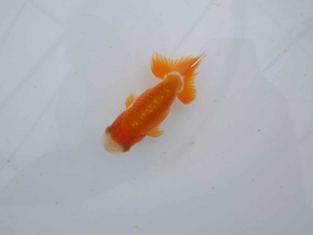 【可愛がってきた当歳らんちゅう 】可愛い更紗らんちゅう　約9,5cm  オス？