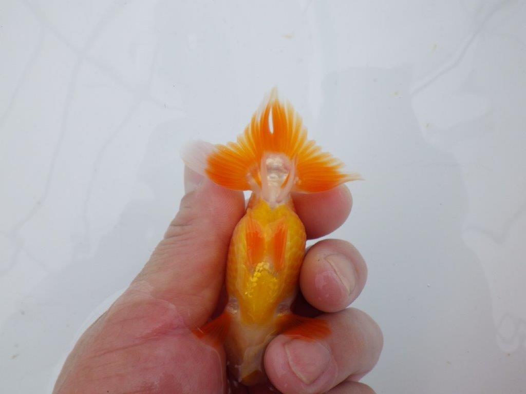 【可愛がってきた当歳らんちゅう 】可愛い更紗らんちゅう　約9,5cm  オス？