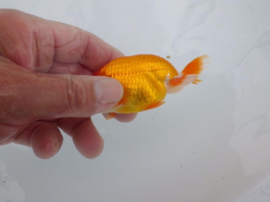 【可愛がってきた当歳らんちゅう 】可愛い更紗らんちゅう　約9,5cm  オス？