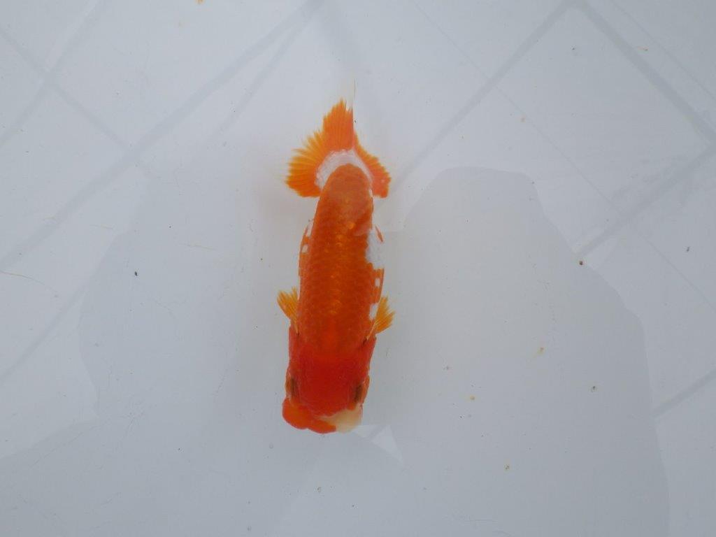 【可愛がってきた当歳らんちゅう 】非常に美しい更紗らんちゅう　約10,5cm  メス？の上身