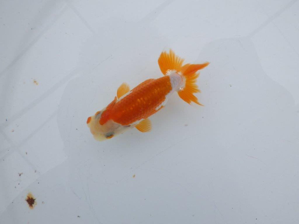 【可愛がってきた当歳らんちゅう 】ご鑑賞お勧め更紗らんちゅう　約10cm  オス？の上身