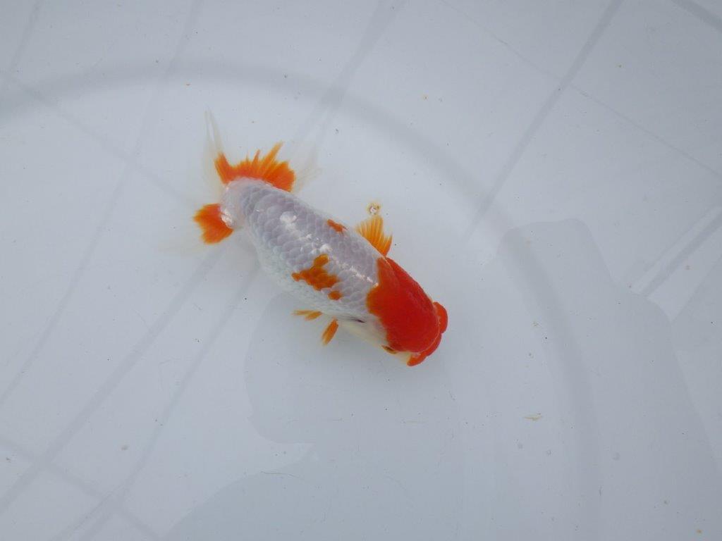 【可愛がってきた当歳らんちゅう 】派手な更紗らんちゅう　約12,5cm  オス？の上身